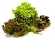 Oak-Leaf